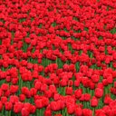 tuliplover