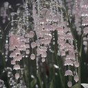 lily1241