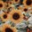 Sunflowerz