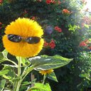 maevecool