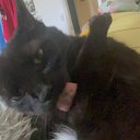 lovemycat2