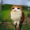 smiski