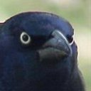 crowjunk