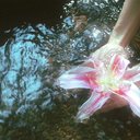 pinklilies