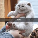 ReallyFish