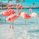 Flamingooo