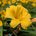 Lily8