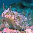 Nudibranch