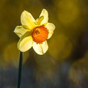 Embotany11