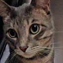 BobTheCat_