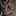 BobTheCat_