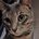 BobTheCat_