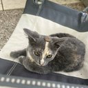 meowry