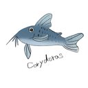 cory_dora