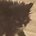 acinonyx_