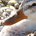 Perroquetd