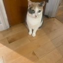 phoebe1009