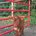 Regier