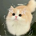 kawaii14
