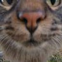 IttyKitty6