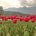 Marcia_1