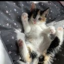kittiness1