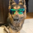 WagSwag