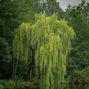 Willowence