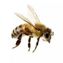 LuvsBees