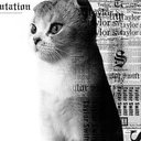 cats123