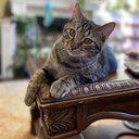 kittyclara