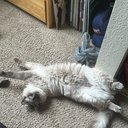 Lillipad