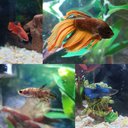 Bettafish