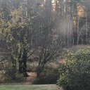 talloniv