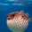 fish_22