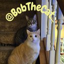 BobTheCat_