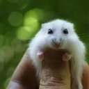 sartantha
