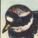 plover