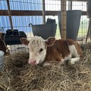 Cowlover21