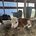 Cowlover21