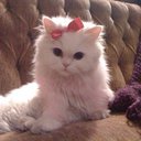 Mishisu