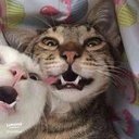 1bella3cat