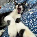 SirTuxCat