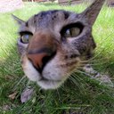 mmorgana