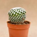 prklycacti