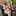 nicolelett