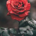 Rozalyn_R