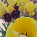 Iga_12