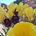 Iga_12