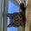 anji_swims